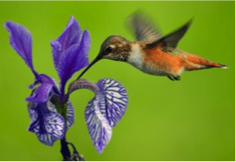 The Customer as a Hummingbird