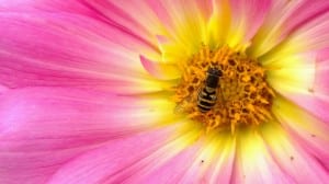 The Magic of Service Pollination