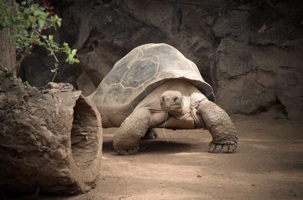 chip-bell-your-customers-like-tortoises-better-than-hares